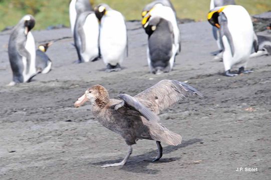 Image of Antarctic Giant-Petrel