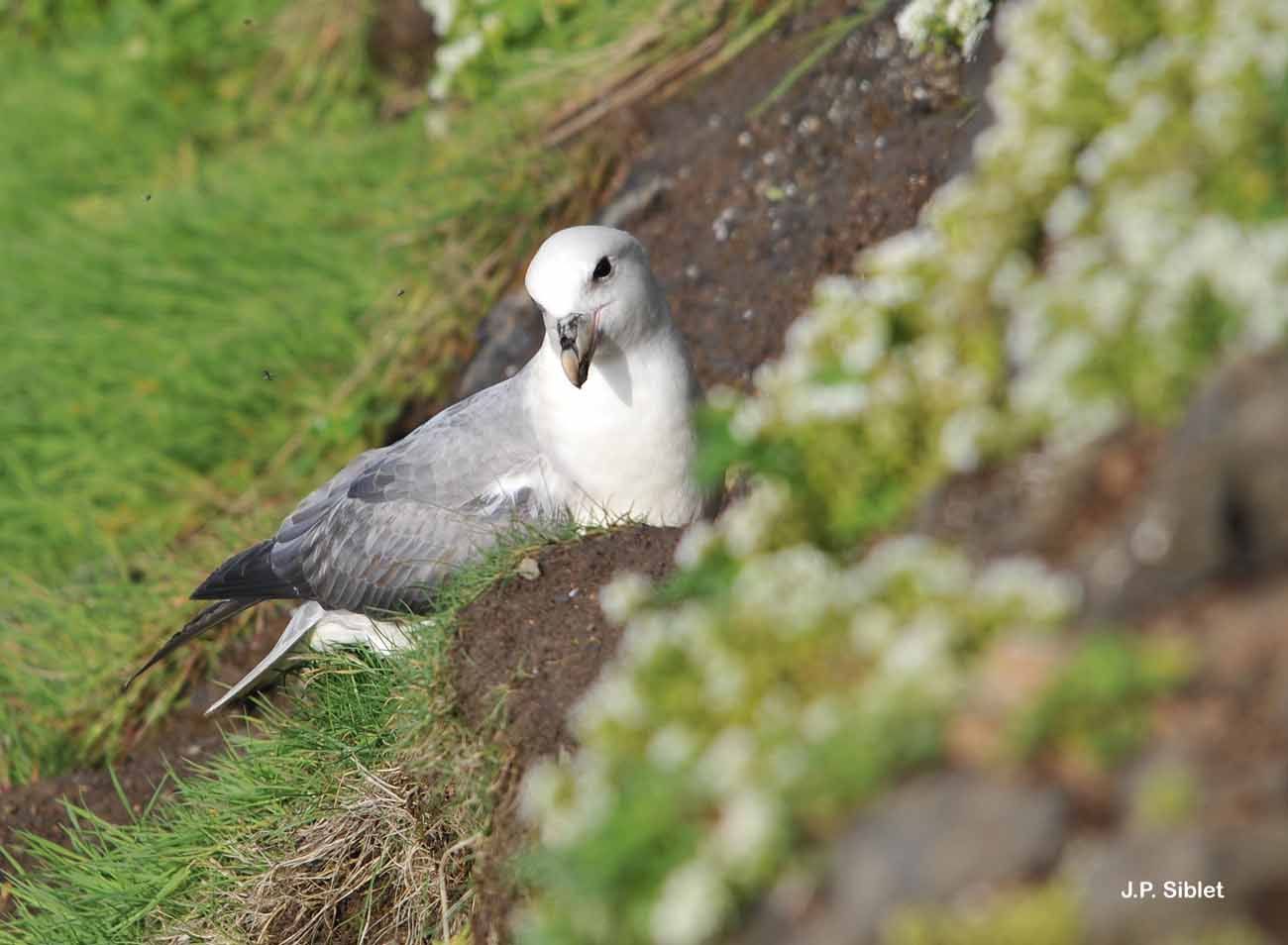 Image of Fulmar