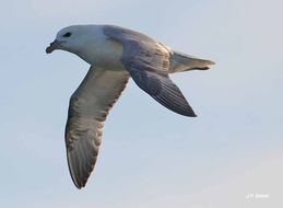 Image of Fulmar