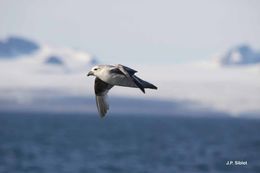 Image of Fulmar