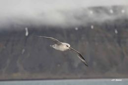 Image of Fulmar