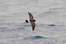 Image of Wilson's Storm Petrel