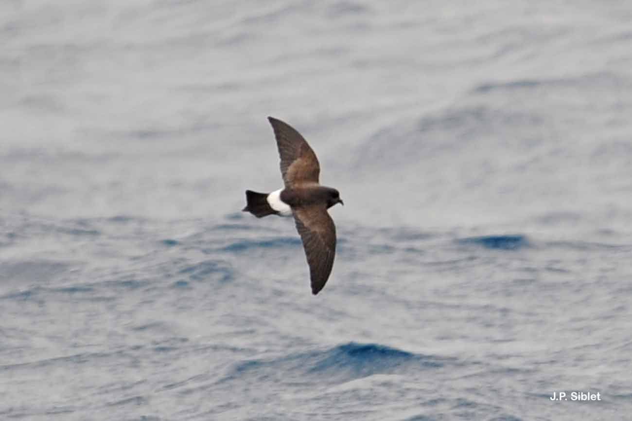 Image of Wilson's Storm Petrel