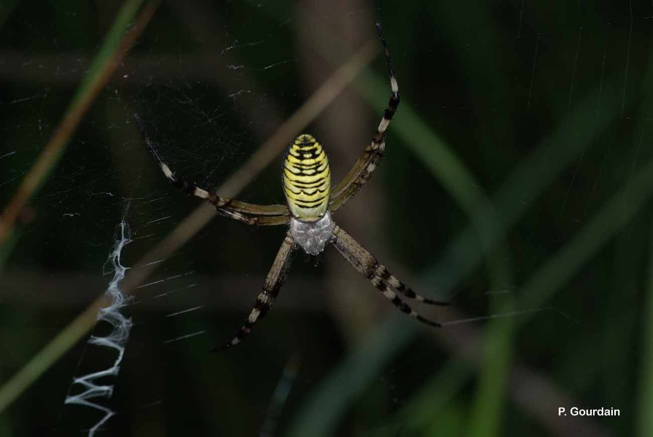 Image of Barbary Spider