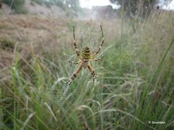 Imagem de Argiope bruennichi (Scopoli 1772)