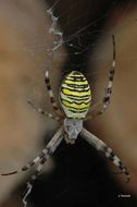 Imagem de Argiope bruennichi (Scopoli 1772)