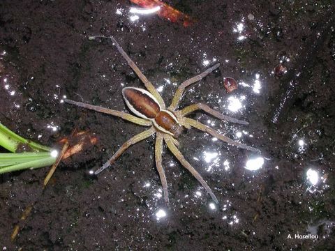 Plancia ëd Dolomedes fimbriatus (Clerck 1757)