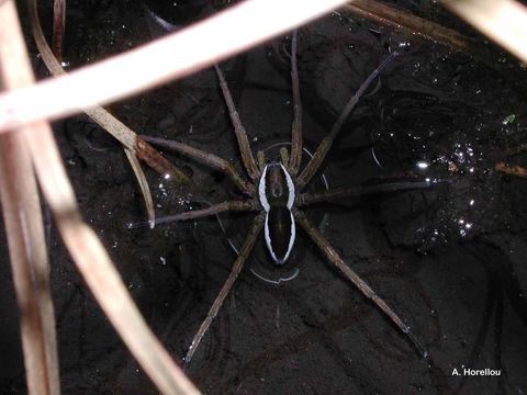 Dolomedes fimbriatus (Clerck 1757) resmi