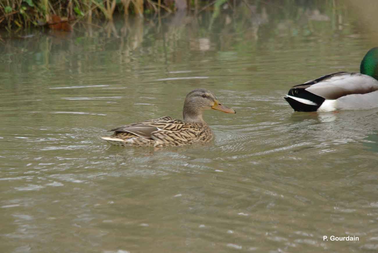 Image of Common Mallard