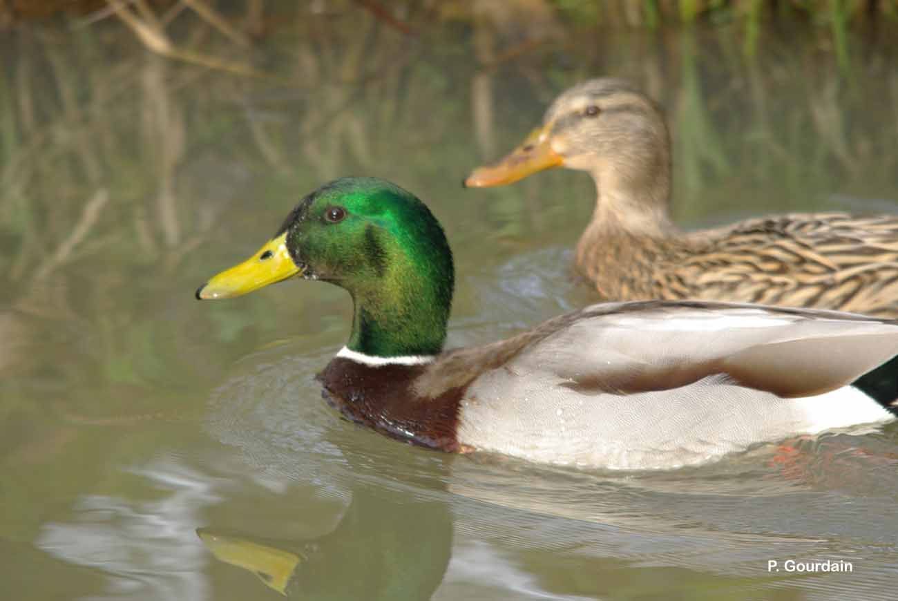 Image of Common Mallard