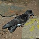 Image of Northern Storm-Petrels