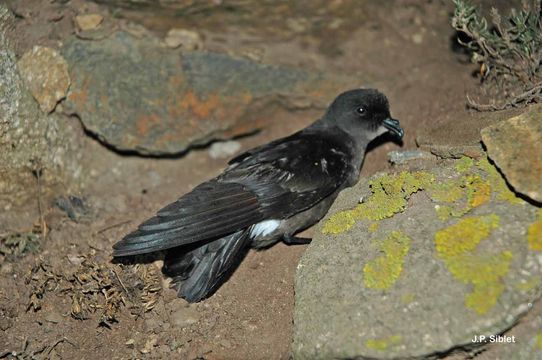 Imagem de Hydrobates pelagicus (Linnaeus 1758)