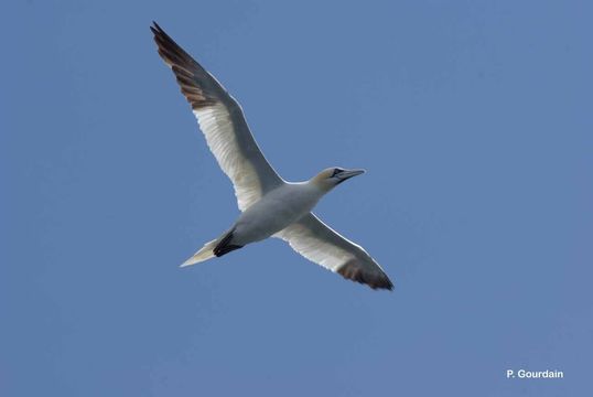 Image of Gannet