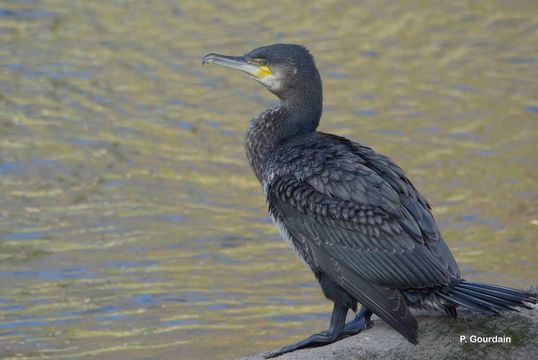 Image of Black Shag