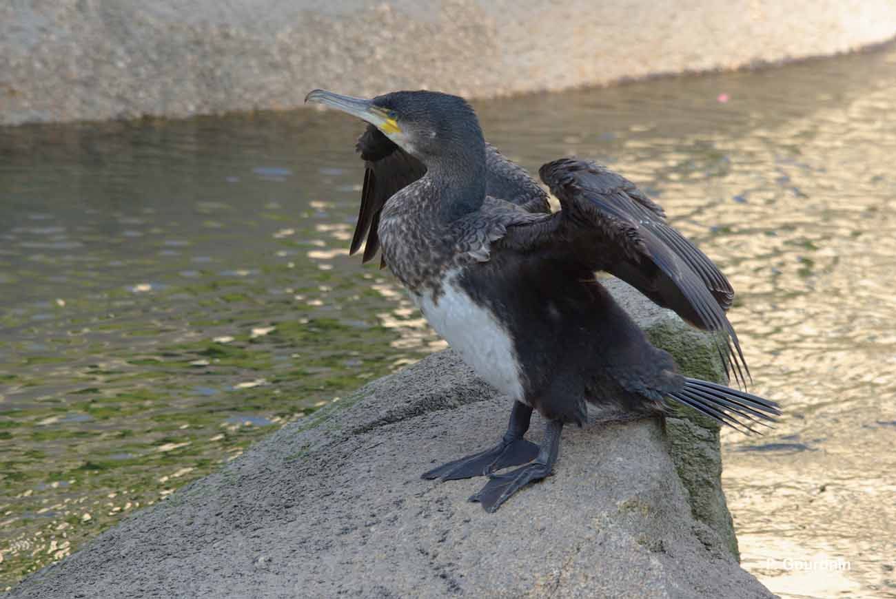 Image of Black Shag