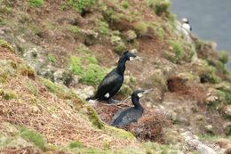 Image of Black Shag