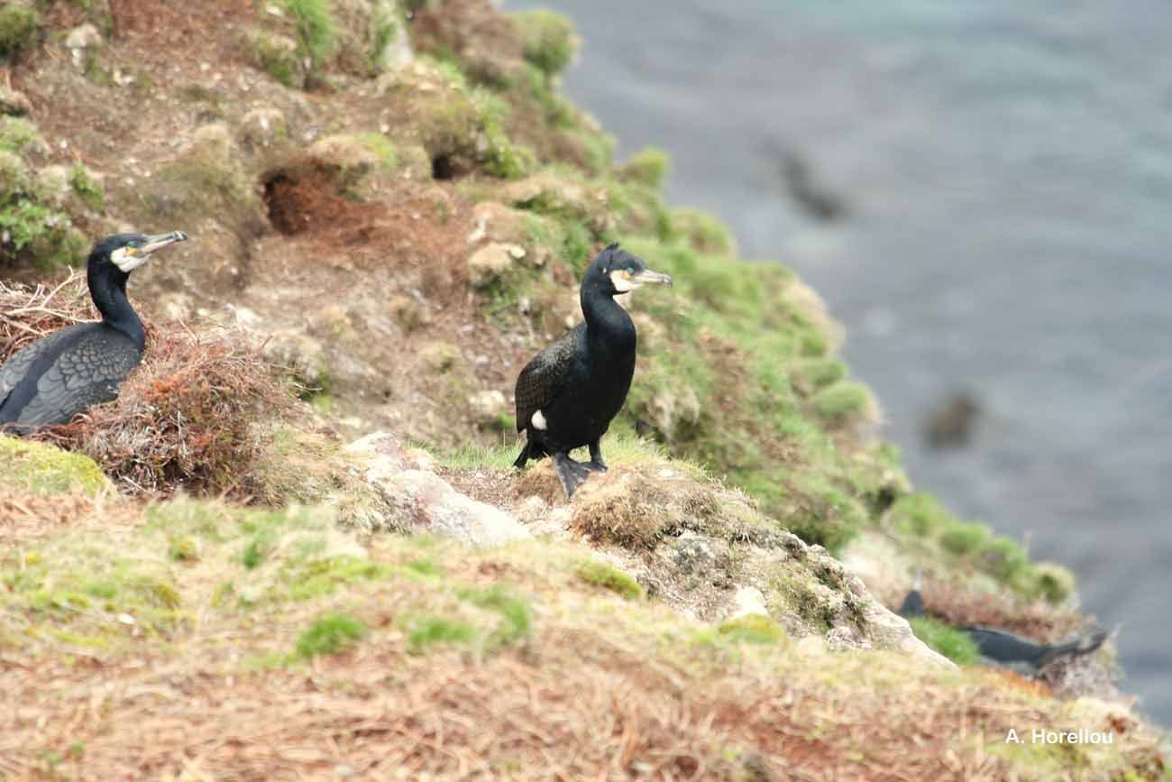 Image of Black Shag