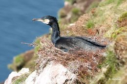 Image of Black Shag