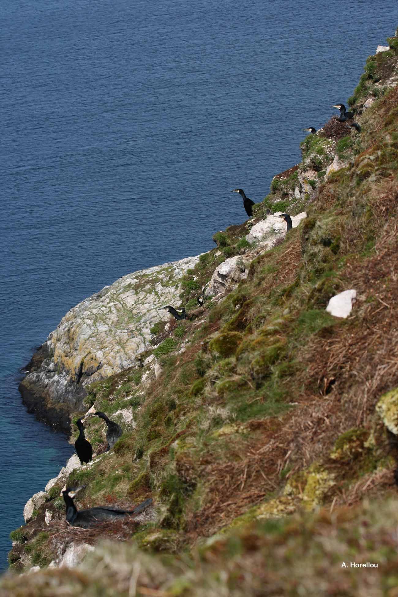 Image of Black Shag