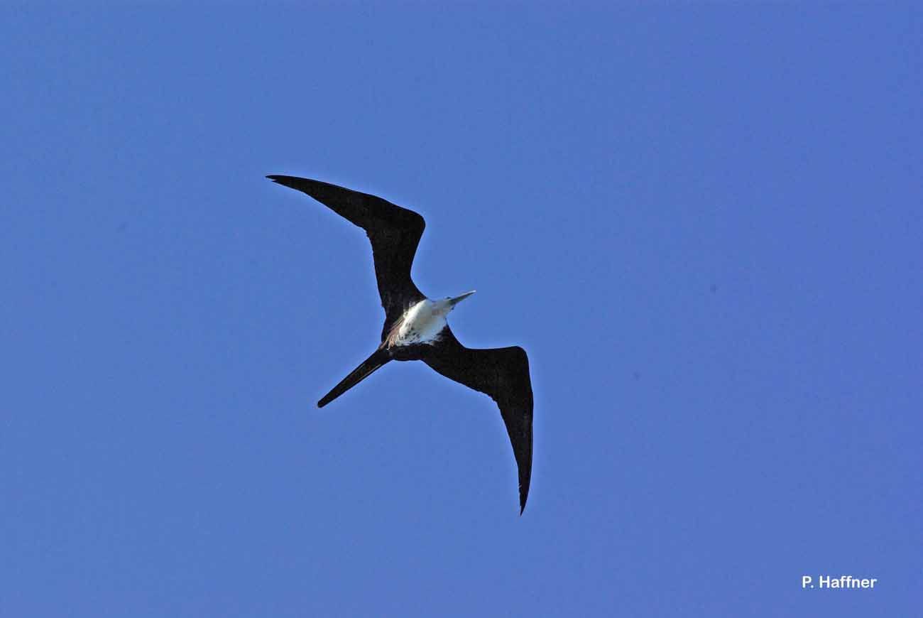 Image of Magnificent Frigatebird