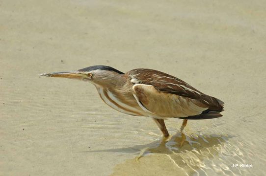 Image of Common Little Bittern