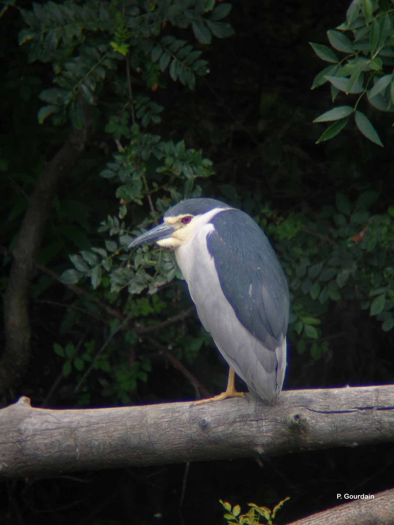 Image of Black-crowned Night Heron