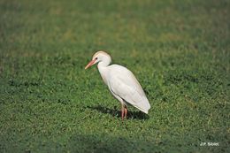 Image of Cattle Egret