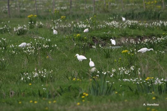 Image of Cattle Egret