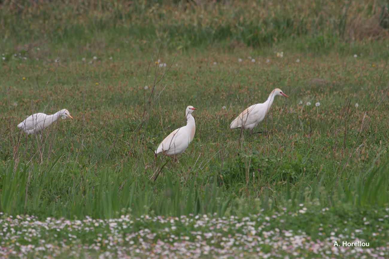 Image of Cattle Egret