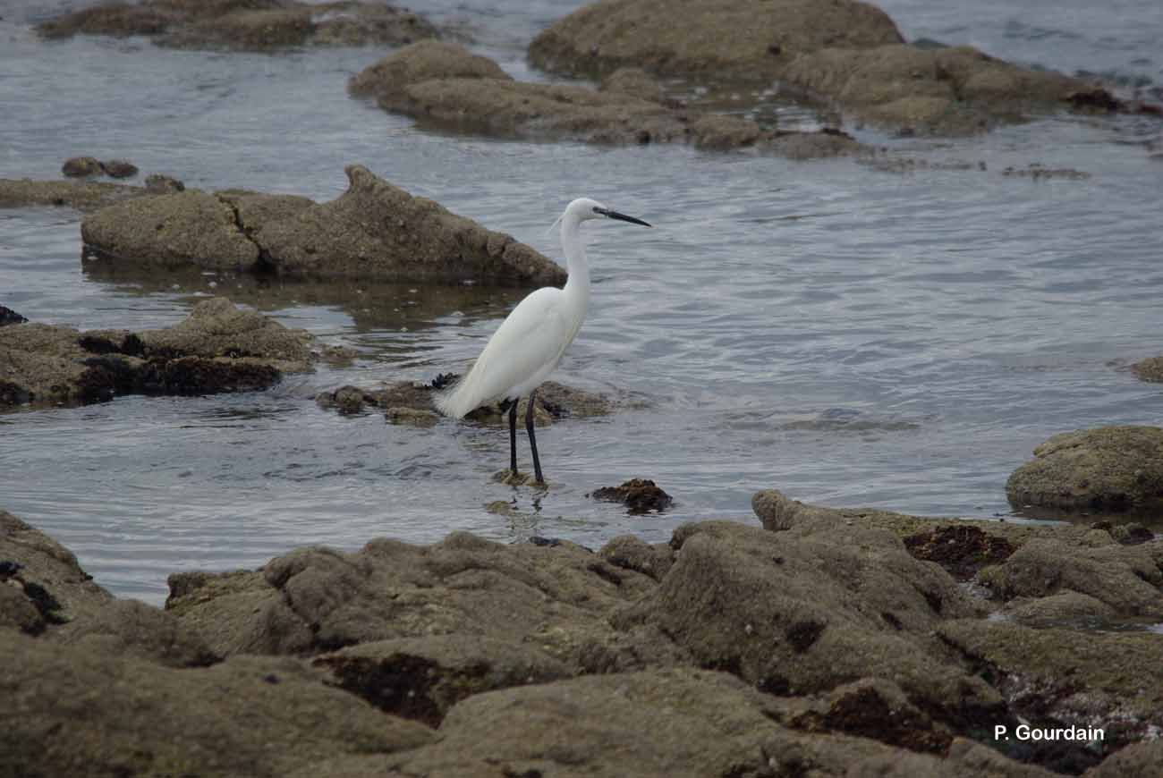 Image of Little Egret