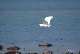 Image of Little Egret