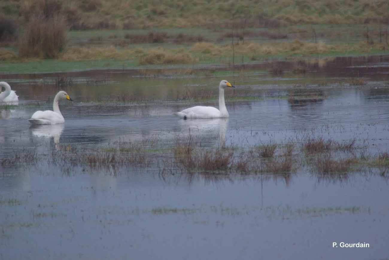 Image de Cygne chanteur