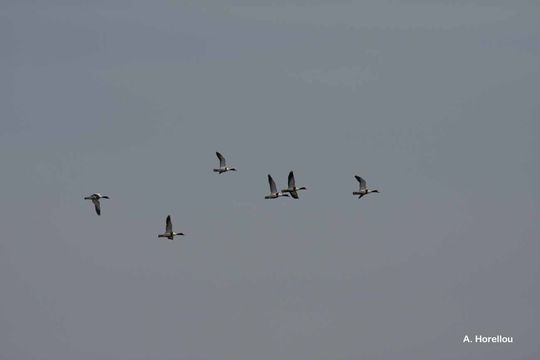 Image of shelduck, common shelduck