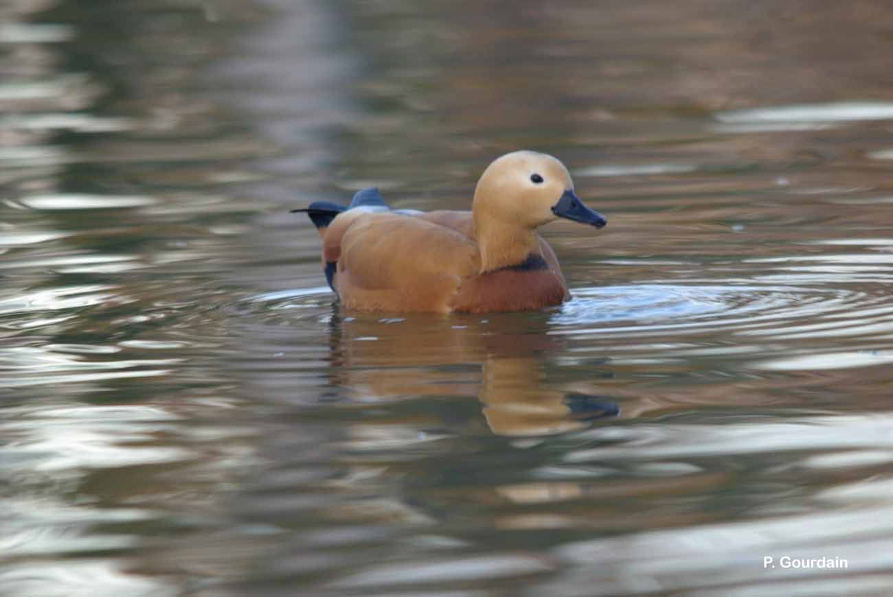 Image of Ruddy Shelduck