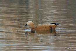 Image of Ruddy Shelduck