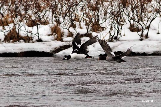 Image of Barrow's Goldeneye