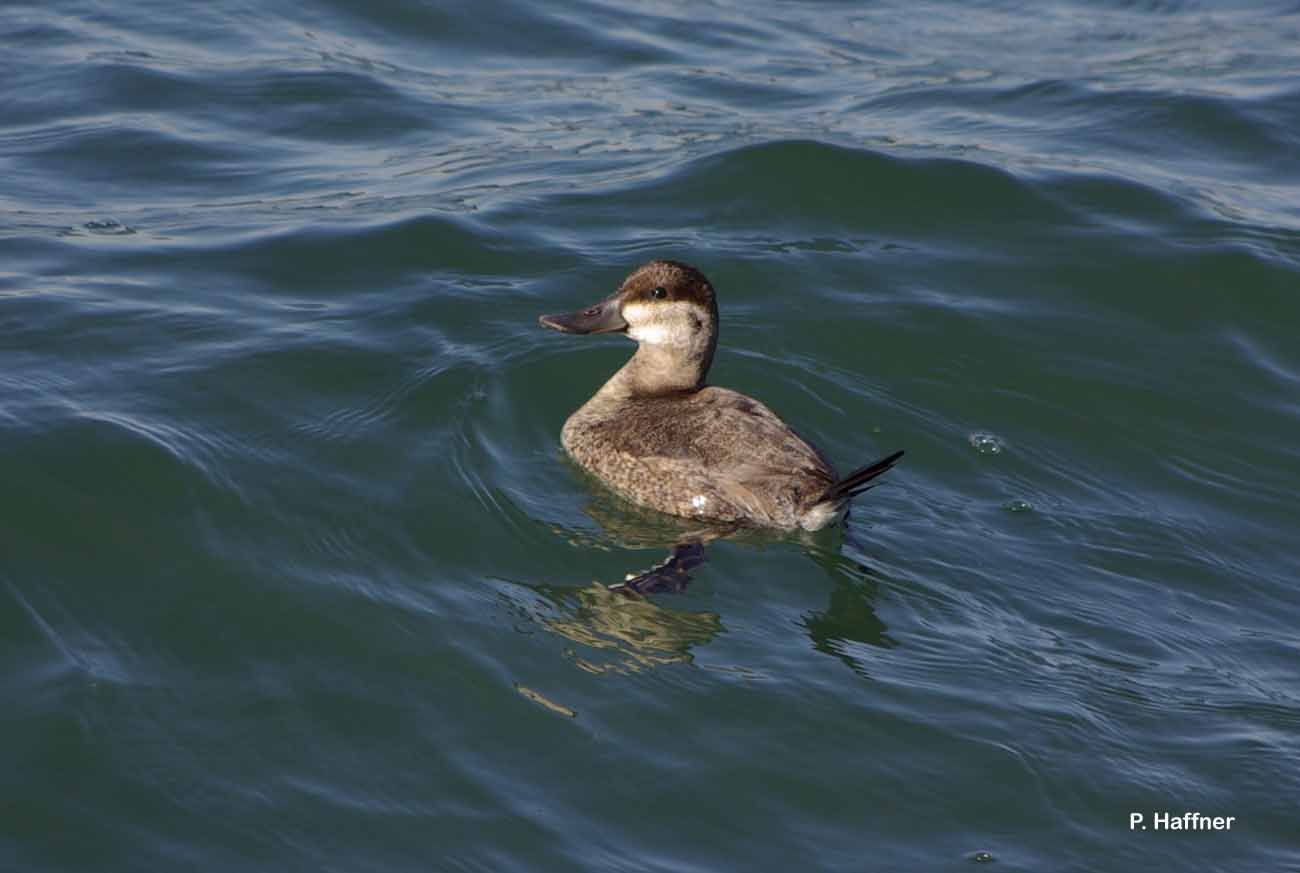 Image of Ruddy Duck