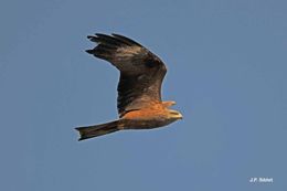 Image of Black Kite