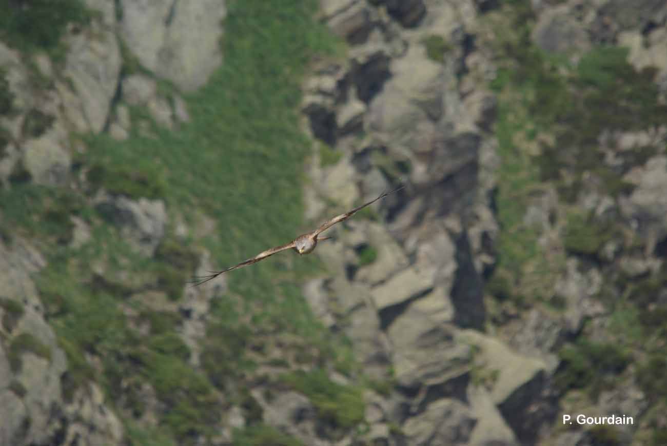 Image of Red Kite