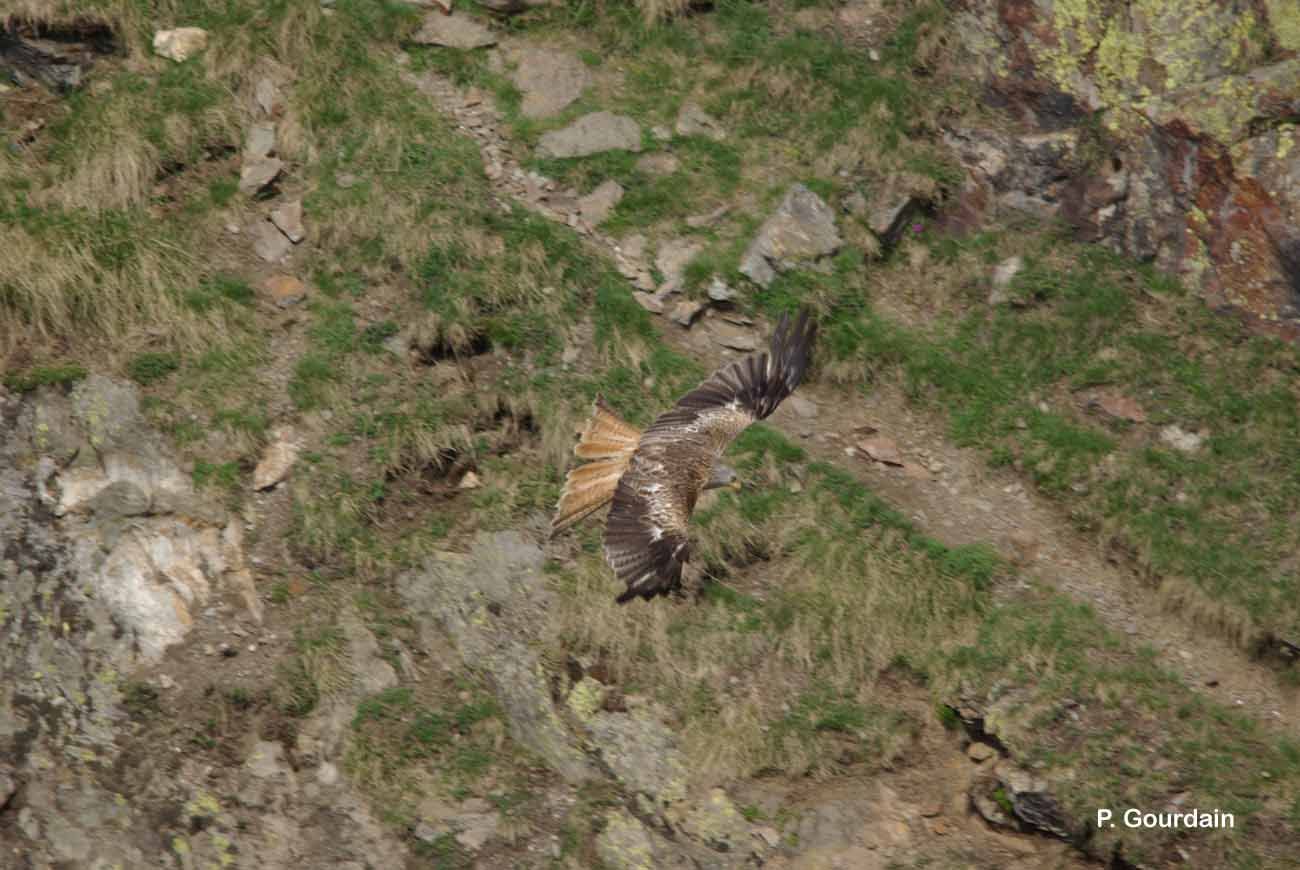 Image of Red Kite