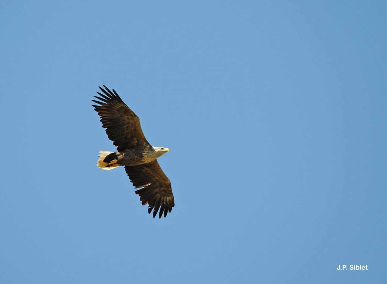 Image of White-tailed Eagle