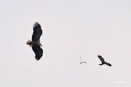 Image of White-tailed Eagle