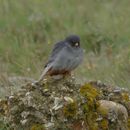 Image of Red-footed Falcon