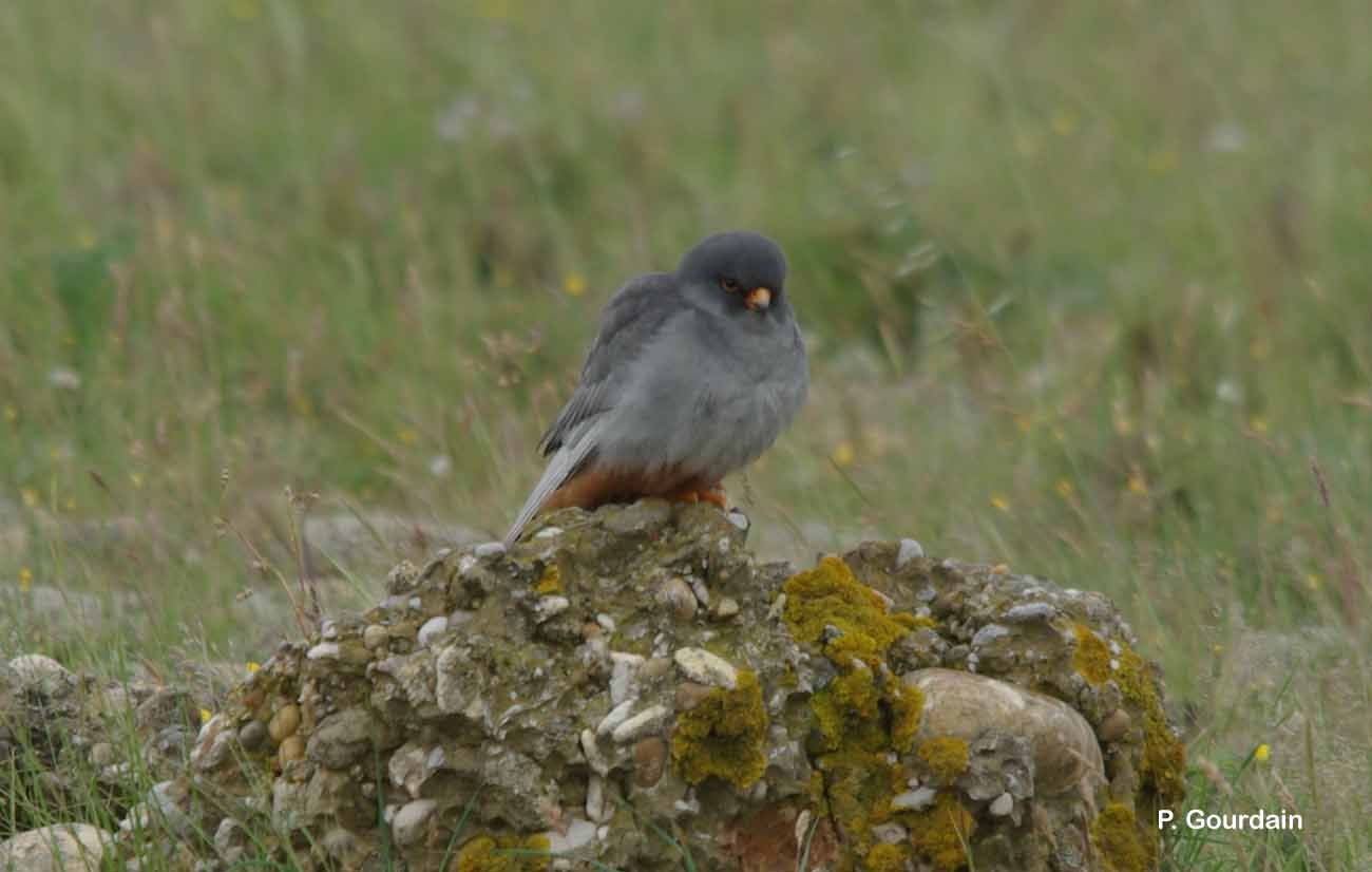 Image of Red-footed Falcon