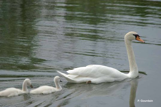 Image of Mute Swan