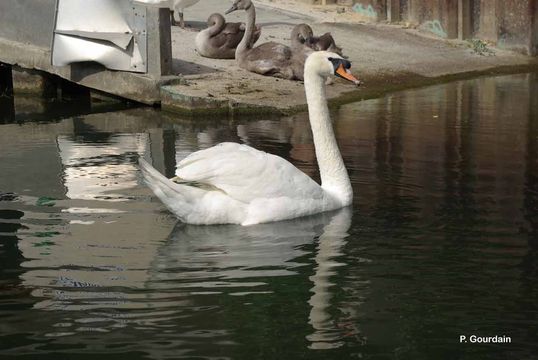 Image of Mute Swan