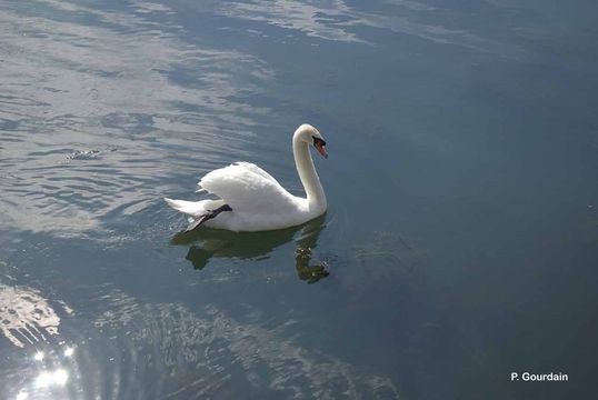 Image of Mute Swan