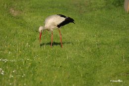 Plancia ëd Ciconia ciconia (Linnaeus 1758)