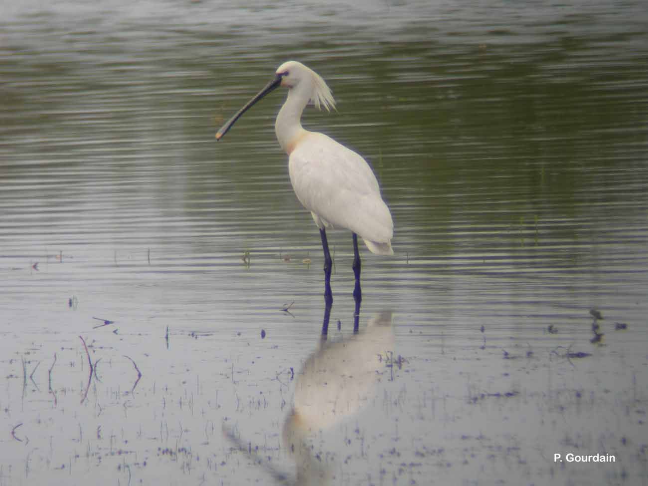 Image of spoonbill, eurasian spoonbill