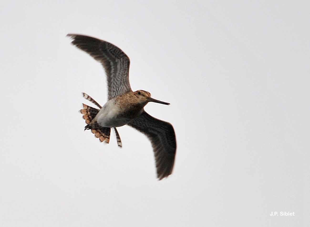 Image of snipe, common snipe